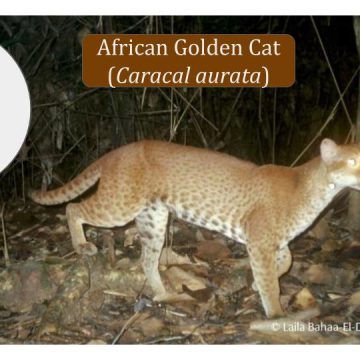 African Golden Cat Conservation News