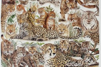 List of Small Cat Organisations to Support in 2026