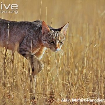 African Wildcat Day ~ September 18th 2026