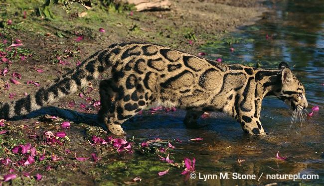 Clouded leopard entering water by L.M. Stone Clouded leopard (Neofelis nebulosa)