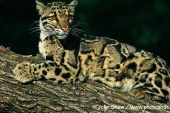 International Clouded Leopard Day ~ August 4th, 2026