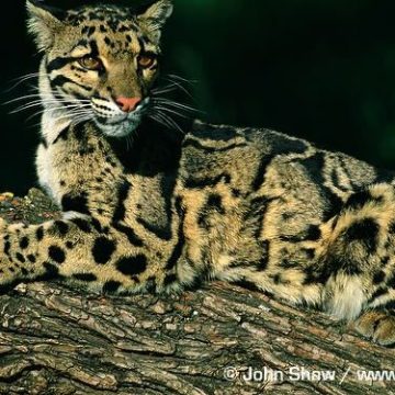 International Clouded Leopard Day ~ August 4th, 2026