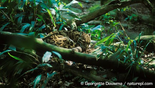 Clouded leopard resting © Georgette Douwma / naturepl.com Clouded Leopard Tours