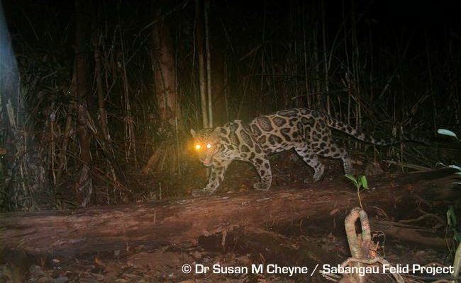 Diard's clouded leopard caught on camera trap © Dr Susan M Cheyne / Sabangau Felid Project Sunda Clouded Leopard (Neofelis diardi)