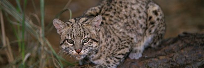 Support Geoffroys Cat Working Group