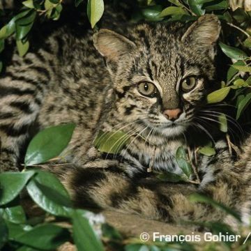 World Geoffroy’s Cat Day ~ January 28th 2026