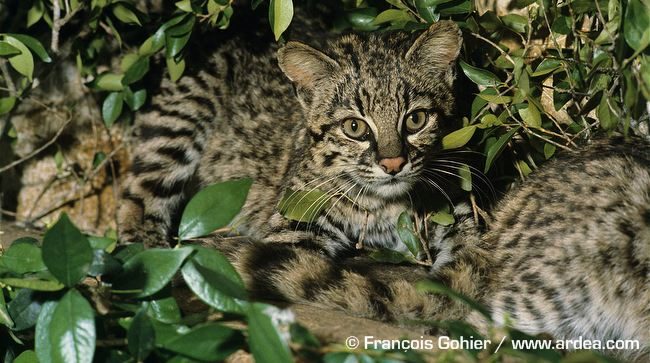 Image Credit: Geoffroy's cats sat under foliage © François Gohier / www.ardea.com World Geoffroy's Cat Day ~ January 28