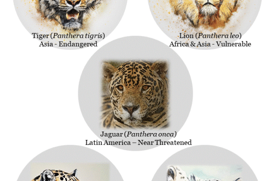 Panthera Genus Big Cat Chart