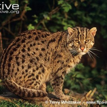 Fishing Cat Conservation News