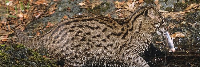 Support Fishing Cat Conservation Alliance