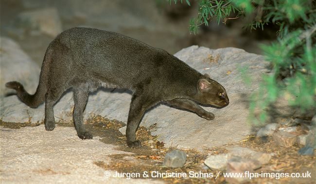Jaguarundi grey colour morph (Herpailurus yagouaroundi)