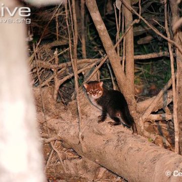 Flat-headed Cat Conservation News