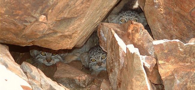 Young Pallas'ss Cats (Otocolobus manul) amongst rocks