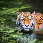 Tiger Tours