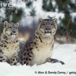 Snow Leopard Conservation Snow leopard (Panthera uncia) female and juvenile