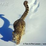 Snow Leopard Facts Snow leopard (Panthera uncia) walking through snow