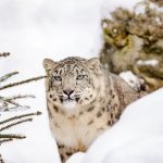 Snow Leopard Expedition