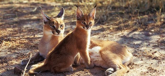 Support Urban Caracal Project in South Africa