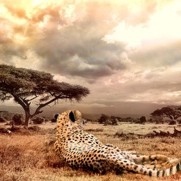 6 Best Destinations in Africa to See Wild Cats in the Wild
