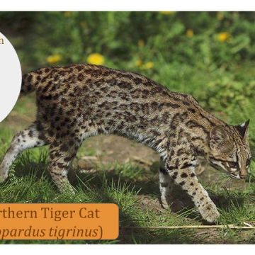 Tiger Cats – Cats 11 to 13 of 13 in the Leopardus family of cats