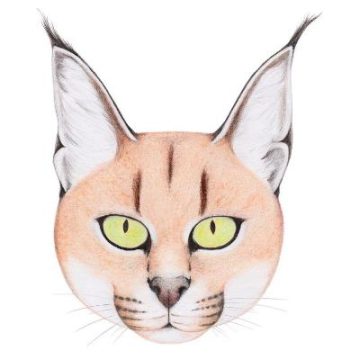 Caracal – Cat 1 of 3 in the Caracal family of cats