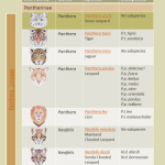 Snow Leopard Taxonomy Snow Leopard (Panthera uncia) Classification Chart