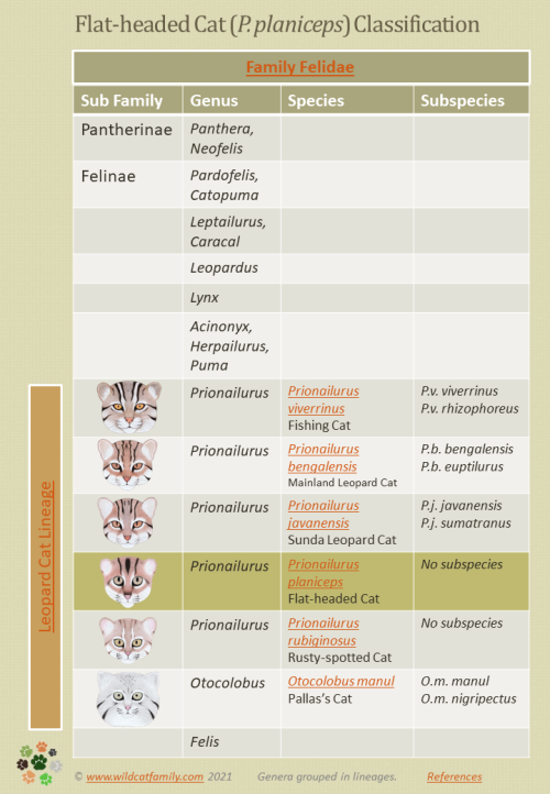 Flat-headed Cat Classification Chart Flat-headed Cat Classification Chart (Prionailurus planiceps)
