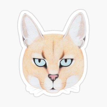 African Golden Cat – Cat 3 of 3 in the Caracal family of cats