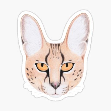 Serval – Cat 2 of 3 in the Caracal family of cats