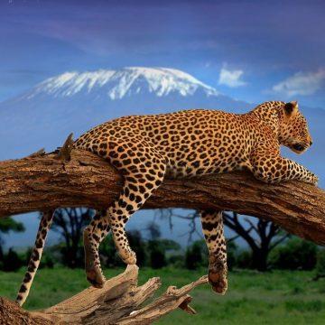 7 Luxury Wildlife Destinations to Spot Wild Cats in the Wild