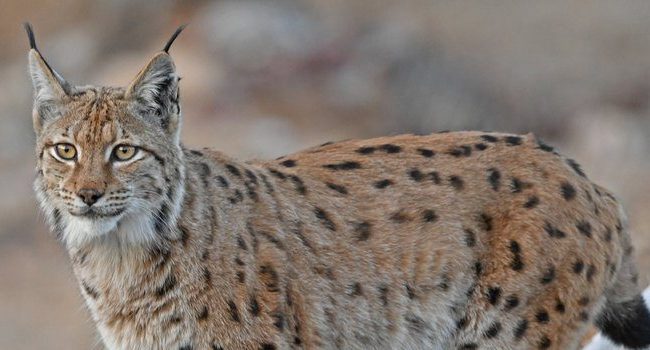 Donate to Eurasian Lynx Conservation