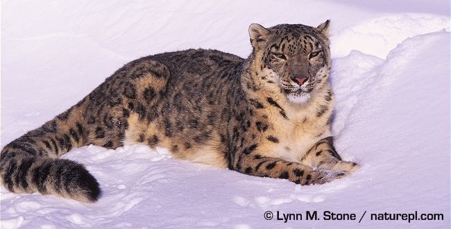 Snow leopard lying in snow © Lynn M. Stone / naturepl.com