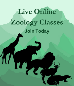 Online Zoology Courses for High School