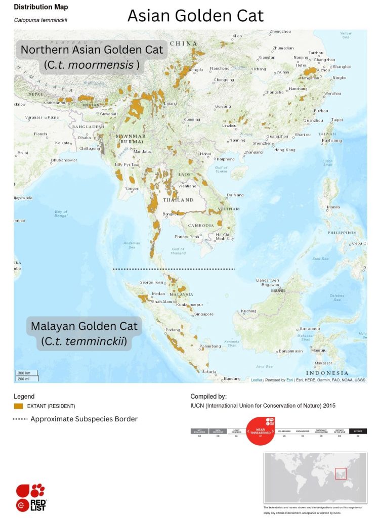 Asian Golden Cat Distribution Map