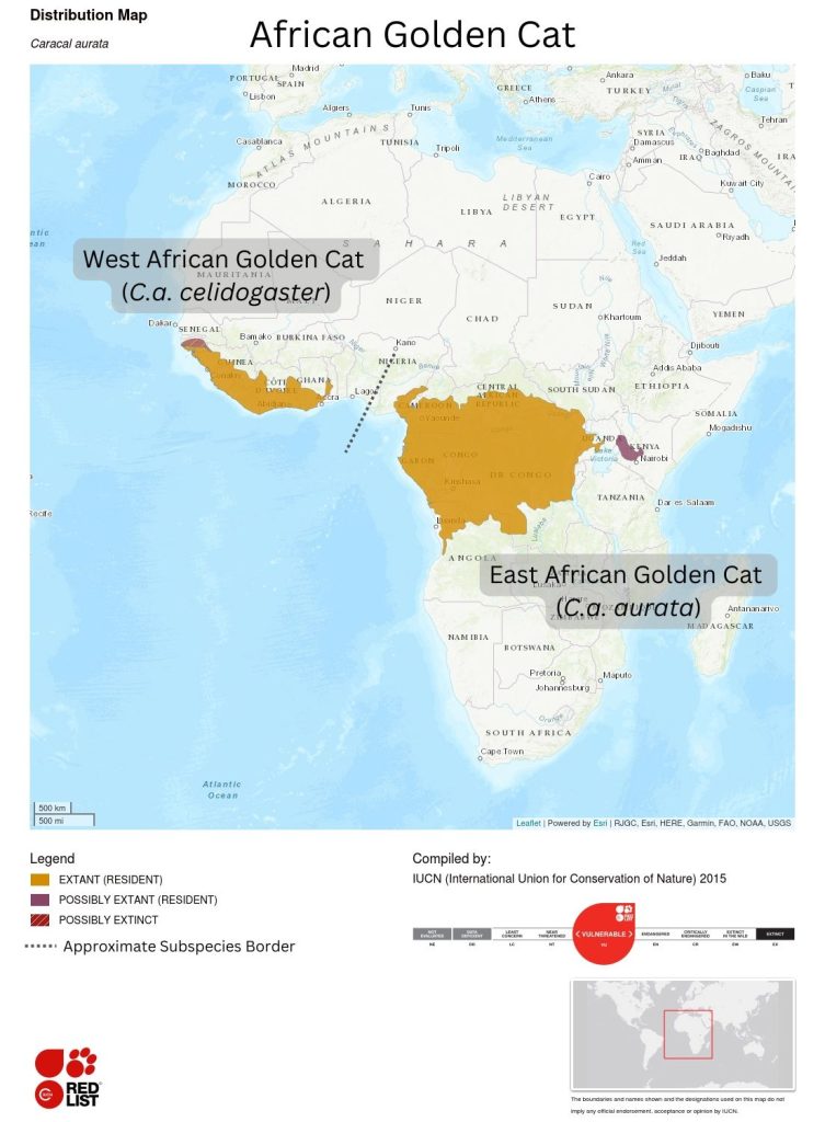 African Golden Cat Distribution Map showing Subspecies