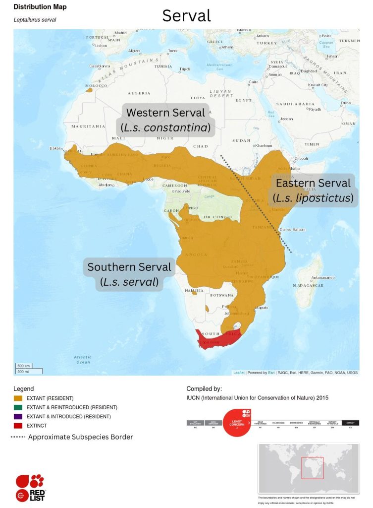 African Serval Cat Subspecies Distribution Map Serval Distribution Map showing Subspecies