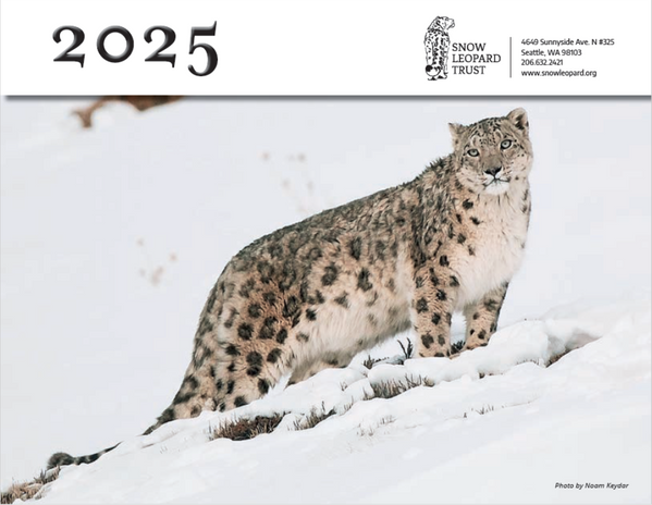 Snow Leopard Calendar 2025 by Snow Leopard Trust