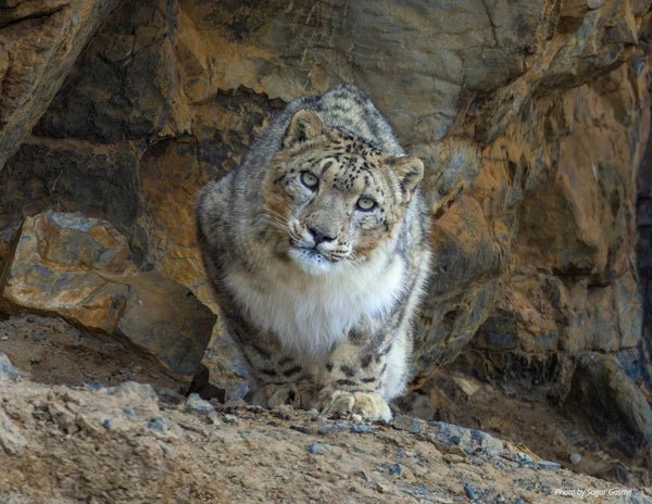 Snow Leopard Calendar 2025 by Snow Leopard Trust - sample image
