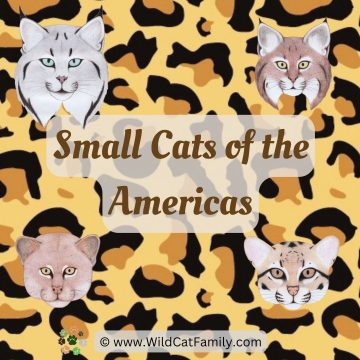 Small Wild Cats of the Americas ~ News Oct to Dec 2024 (updated Dec 4)