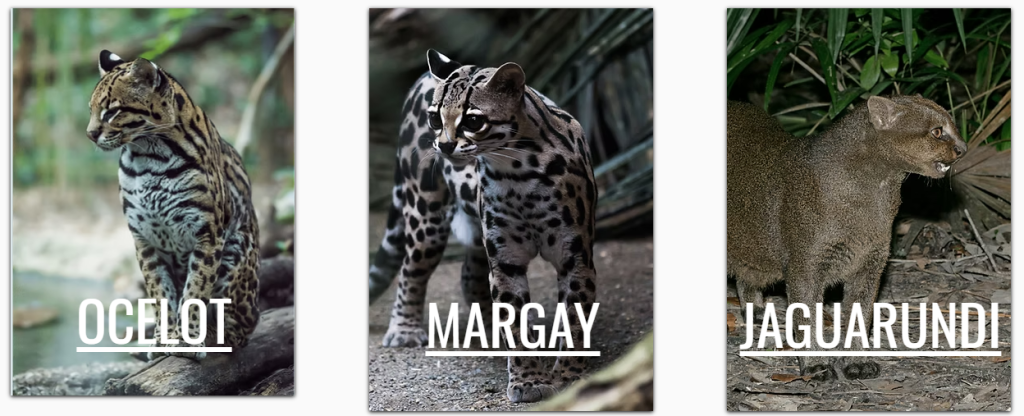 Support the Ocelot Working Group - Ocelot, Margay and Jaguarundi