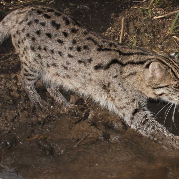 Wild Cat Conservation ~ Fishing Cats and Pampas Cats ~ SWCCF Mar 2025 News