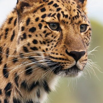 International Leopard Day ~ May 3rd 2026