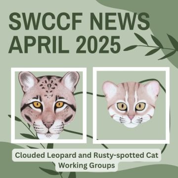 Clouded Leopards and Rusty-spotted Cats ~ SWCCF Apr 2025 News