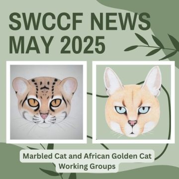 Indian and African Small Cats ~ SWCCF May 2025 News