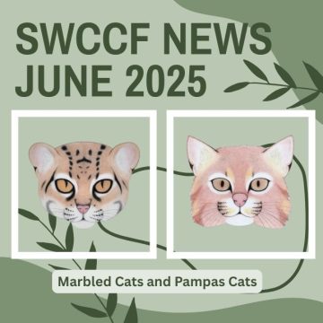 Marbled Cats and Pampas Cats ~ SWCCF June 2025 News