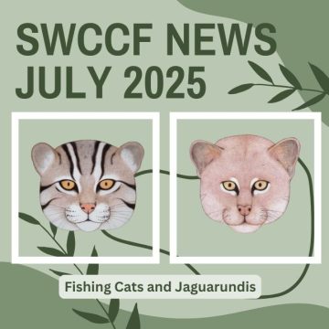 Fishing Cats and Jaguarundis ~ SWCCF July 2025 News