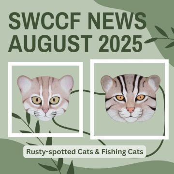Rusty-spotted Cats, Fishing Cats & Pampas Cats ~ SWCCF Aug 2025 News