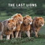 The Last Lions by the Smithsonian The Last Lions by the Smithsonian