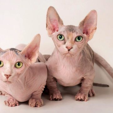Get to Know Bambino Cats: Unique Breed, Gentle Companion