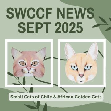 Small Cats of Chile and African Golden Cats ~ SWCCF Sep 2025 News